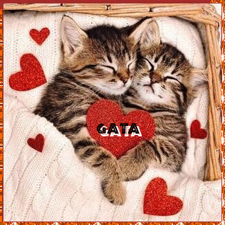 GATINHA1.gif