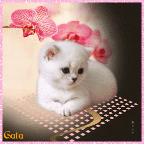 gatinha.gif